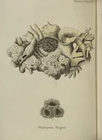 An illustration from (Fortsetzung Band 1): Fortsetzungen der Pflanzenthiere: Mit hundert und sechs illuminirten Kupfertafeln (1797)