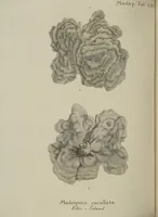 Picture 47 of 103 from (Fortsetzung Band 1): Fortsetzungen der Pflanzenthiere: Mit hundert und sechs illuminirten Kupfertafeln (1797), leaf 127