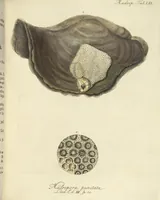 An illustration from (Fortsetzung Band 1): Fortsetzungen der Pflanzenthiere: Mit hundert und sechs illuminirten Kupfertafeln (1797)