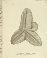 Picture 49 of 103 from (Fortsetzung Band 1): Fortsetzungen der Pflanzenthiere: Mit hundert und sechs illuminirten Kupfertafeln (1797), leaf 141
