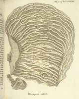 Picture 53 of 103 from (Fortsetzung Band 1): Fortsetzungen der Pflanzenthiere: Mit hundert und sechs illuminirten Kupfertafeln (1797), leaf 154