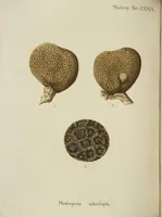 An illustration from (Fortsetzung Band 1): Fortsetzungen der Pflanzenthiere: Mit hundert und sechs illuminirten Kupfertafeln (1797)