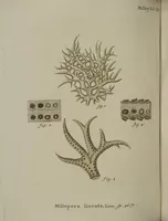 An illustration from (Fortsetzung Band 1): Fortsetzungen der Pflanzenthiere: Mit hundert und sechs illuminirten Kupfertafeln (1797)