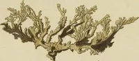 Picture 59 of 103 from (Fortsetzung Band 1): Fortsetzungen der Pflanzenthiere: Mit hundert und sechs illuminirten Kupfertafeln (1797), leaf 181