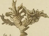Picture 60 of 103 from (Fortsetzung Band 1): Fortsetzungen der Pflanzenthiere: Mit hundert und sechs illuminirten Kupfertafeln (1797), leaf 181