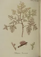 Picture 61 of 103 from (Fortsetzung Band 1): Fortsetzungen der Pflanzenthiere: Mit hundert und sechs illuminirten Kupfertafeln (1797), leaf 187