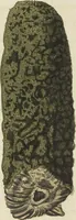 An illustration from (Fortsetzung Band 1): Fortsetzungen der Pflanzenthiere: Mit hundert und sechs illuminirten Kupfertafeln (1797)