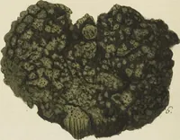 An illustration from (Fortsetzung Band 1): Fortsetzungen der Pflanzenthiere: Mit hundert und sechs illuminirten Kupfertafeln (1797)