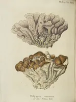 Picture 66 of 103 from (Fortsetzung Band 1): Fortsetzungen der Pflanzenthiere: Mit hundert und sechs illuminirten Kupfertafeln (1797), leaf 209