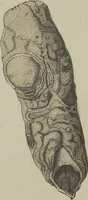 An illustration from (Fortsetzung Band 1): Fortsetzungen der Pflanzenthiere: Mit hundert und sechs illuminirten Kupfertafeln (1797)