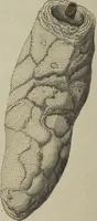 Picture 69 of 103 from (Fortsetzung Band 1): Fortsetzungen der Pflanzenthiere: Mit hundert und sechs illuminirten Kupfertafeln (1797), leaf 216
