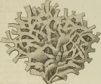 Picture 70 of 103 from (Fortsetzung Band 1): Fortsetzungen der Pflanzenthiere: Mit hundert und sechs illuminirten Kupfertafeln (1797), leaf 219