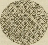 An illustration from (Fortsetzung Band 1): Fortsetzungen der Pflanzenthiere: Mit hundert und sechs illuminirten Kupfertafeln (1797)