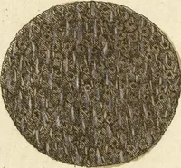 An illustration from (Fortsetzung Band 1): Fortsetzungen der Pflanzenthiere: Mit hundert und sechs illuminirten Kupfertafeln (1797)