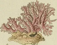 An illustration from (Fortsetzung Band 1): Fortsetzungen der Pflanzenthiere: Mit hundert und sechs illuminirten Kupfertafeln (1797)