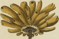 An illustration from (Fortsetzung Band 1): Fortsetzungen der Pflanzenthiere: Mit hundert und sechs illuminirten Kupfertafeln (1797)