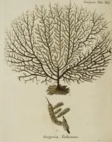 An illustration from (Fortsetzung Band 1): Fortsetzungen der Pflanzenthiere: Mit hundert und sechs illuminirten Kupfertafeln (1797)