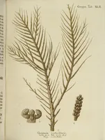 An illustration from (Fortsetzung Band 1): Fortsetzungen der Pflanzenthiere: Mit hundert und sechs illuminirten Kupfertafeln (1797)