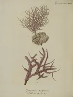 An illustration from (Fortsetzung Band 1): Fortsetzungen der Pflanzenthiere: Mit hundert und sechs illuminirten Kupfertafeln (1797)