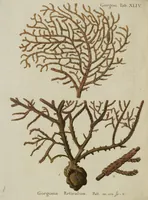 An illustration from (Fortsetzung Band 1): Fortsetzungen der Pflanzenthiere: Mit hundert und sechs illuminirten Kupfertafeln (1797)