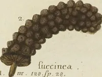 Picture 82 of 103 from (Fortsetzung Band 1): Fortsetzungen der Pflanzenthiere: Mit hundert und sechs illuminirten Kupfertafeln (1797), leaf 245