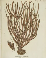 An illustration from (Fortsetzung Band 1): Fortsetzungen der Pflanzenthiere: Mit hundert und sechs illuminirten Kupfertafeln (1797)