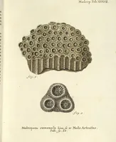 Picture 9 of 103 from (Fortsetzung Band 1): Fortsetzungen der Pflanzenthiere: Mit hundert und sechs illuminirten Kupfertafeln (1797), leaf 26
