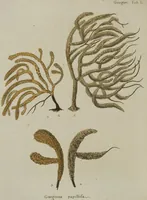 An illustration from (Fortsetzung Band 1): Fortsetzungen der Pflanzenthiere: Mit hundert und sechs illuminirten Kupfertafeln (1797)