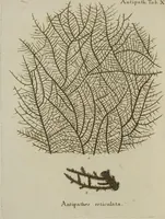 An illustration from (Fortsetzung Band 1): Fortsetzungen der Pflanzenthiere: Mit hundert und sechs illuminirten Kupfertafeln (1797)