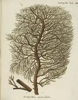 An illustration from (Fortsetzung Band 1): Fortsetzungen der Pflanzenthiere: Mit hundert und sechs illuminirten Kupfertafeln (1797)