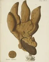 An illustration from (Fortsetzung Band 1): Fortsetzungen der Pflanzenthiere: Mit hundert und sechs illuminirten Kupfertafeln (1797)
