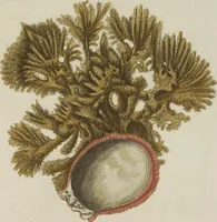 An illustration from (Fortsetzung Band 1): Fortsetzungen der Pflanzenthiere: Mit hundert und sechs illuminirten Kupfertafeln (1797)