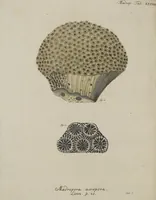 Picture 10 of 103 from (Fortsetzung Band 1): Fortsetzungen der Pflanzenthiere: Mit hundert und sechs illuminirten Kupfertafeln (1797), leaf 29