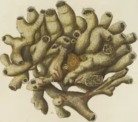 An illustration from (Fortsetzung Band 1): Fortsetzungen der Pflanzenthiere: Mit hundert und sechs illuminirten Kupfertafeln (1797)