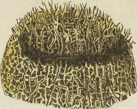 An illustration from (Fortsetzung Band 1): Fortsetzungen der Pflanzenthiere: Mit hundert und sechs illuminirten Kupfertafeln (1797)