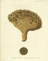 An illustration from (Fortsetzung Band 1): Fortsetzungen der Pflanzenthiere: Mit hundert und sechs illuminirten Kupfertafeln (1797)