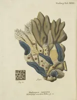 An illustration from (Fortsetzung Band 1): Fortsetzungen der Pflanzenthiere: Mit hundert und sechs illuminirten Kupfertafeln (1797)