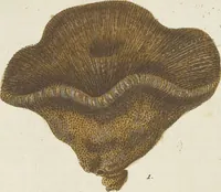 An illustration from (Fortsetzung Band 1): Fortsetzungen der Pflanzenthiere: Mit hundert und sechs illuminirten Kupfertafeln (1797)