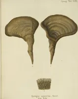 An illustration from (Fortsetzung Band 1): Fortsetzungen der Pflanzenthiere: Mit hundert und sechs illuminirten Kupfertafeln (1797)