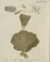 An illustration from (Fortsetzung Band 1): Fortsetzungen der Pflanzenthiere: Mit hundert und sechs illuminirten Kupfertafeln (1797)