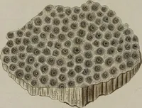 An illustration from (Fortsetzung Band 1): Fortsetzungen der Pflanzenthiere: Mit hundert und sechs illuminirten Kupfertafeln (1797)