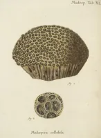 An illustration from (Fortsetzung Band 1): Fortsetzungen der Pflanzenthiere: Mit hundert und sechs illuminirten Kupfertafeln (1797)