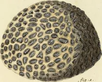 An illustration from (Fortsetzung Band 1): Fortsetzungen der Pflanzenthiere: Mit hundert und sechs illuminirten Kupfertafeln (1797)