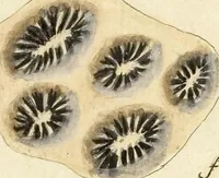 Picture 14 of 103 from (Fortsetzung Band 1): Fortsetzungen der Pflanzenthiere: Mit hundert und sechs illuminirten Kupfertafeln (1797), leaf 38