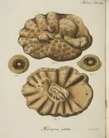 An illustration from (Fortsetzung Band 1): Fortsetzungen der Pflanzenthiere: Mit hundert und sechs illuminirten Kupfertafeln (1797)