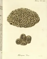 An illustration from (Fortsetzung Band 1): Fortsetzungen der Pflanzenthiere: Mit hundert und sechs illuminirten Kupfertafeln (1797)