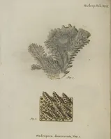 An illustration from (Fortsetzung Band 1): Fortsetzungen der Pflanzenthiere: Mit hundert und sechs illuminirten Kupfertafeln (1797)