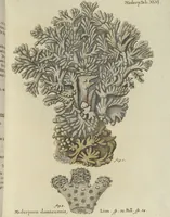 An illustration from (Fortsetzung Band 1): Fortsetzungen der Pflanzenthiere: Mit hundert und sechs illuminirten Kupfertafeln (1797)