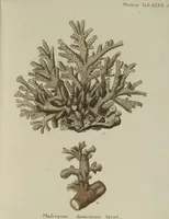 An illustration from (Fortsetzung Band 1): Fortsetzungen der Pflanzenthiere: Mit hundert und sechs illuminirten Kupfertafeln (1797)