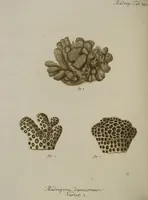 An illustration from (Fortsetzung Band 1): Fortsetzungen der Pflanzenthiere: Mit hundert und sechs illuminirten Kupfertafeln (1797)